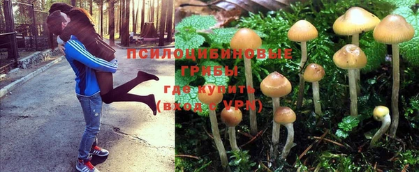 сатива Баксан